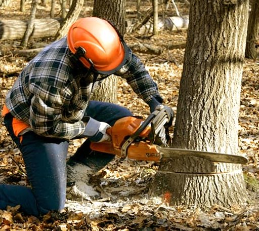 Tree Removal in Tunnel Hill, GA